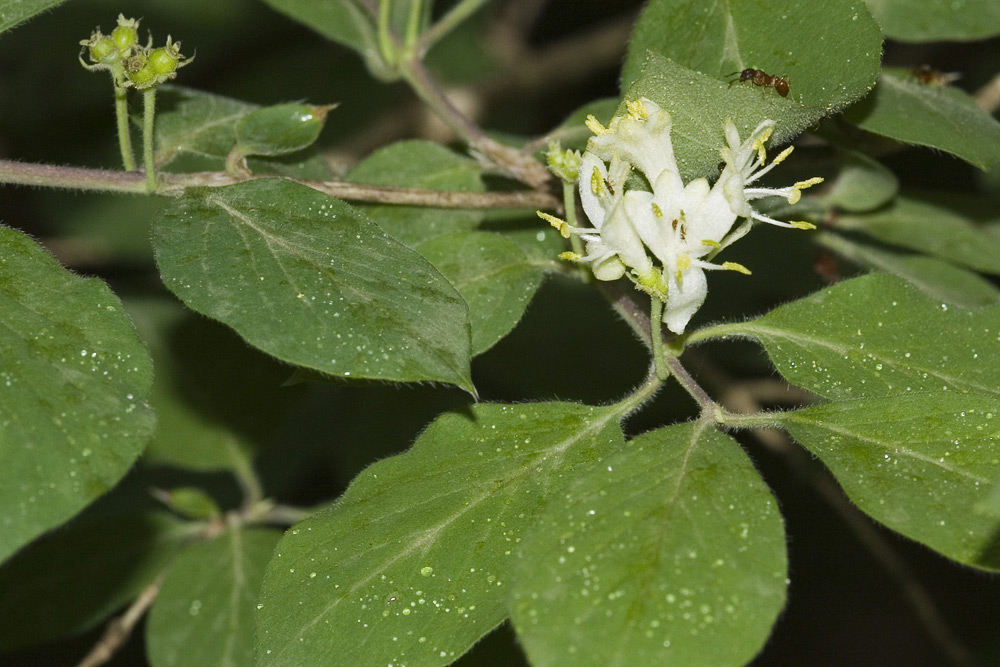 Lonicera xylosteum/Caprifoglio peloso